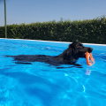 Doggy Pool