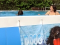 slider-servizi-doggy-pool