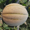 Melone maturo